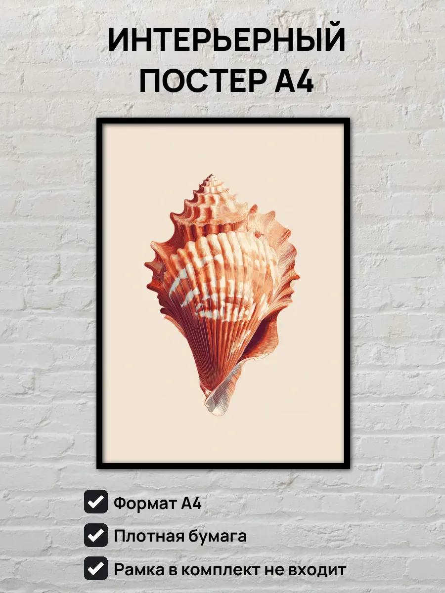 Интерьерный постер А4 Ракушка