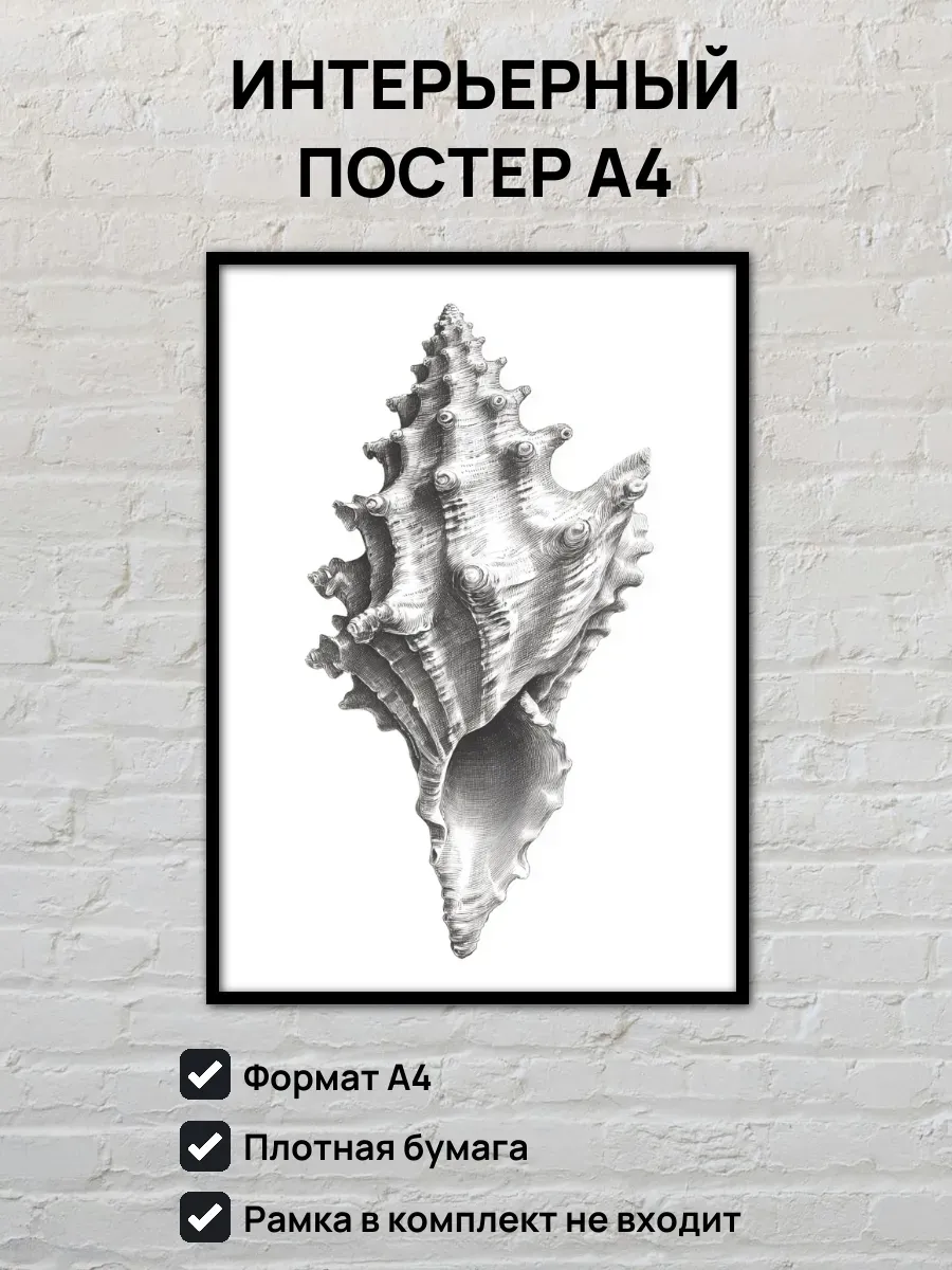 Интерьерный постер А4 Ракушка