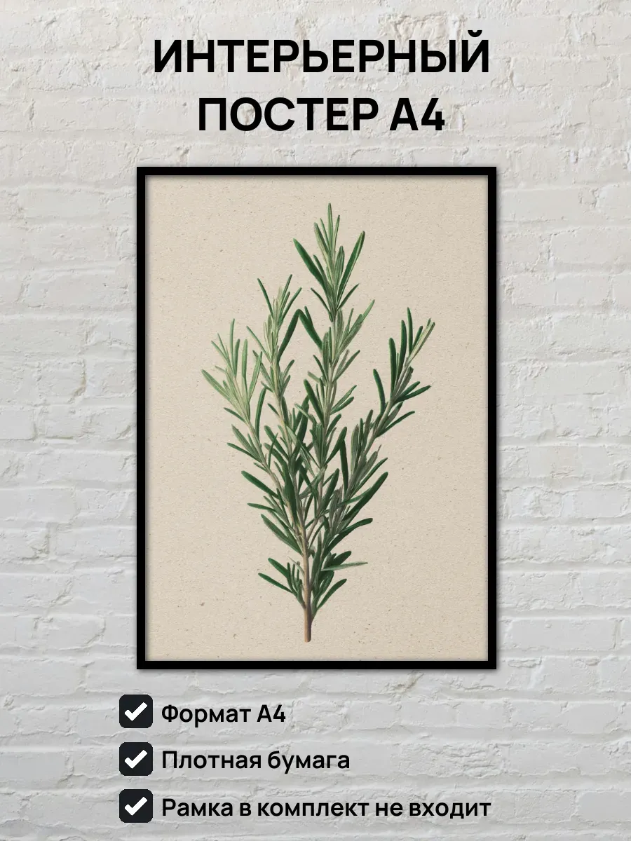 Интерьерный постер А4 Розмарин