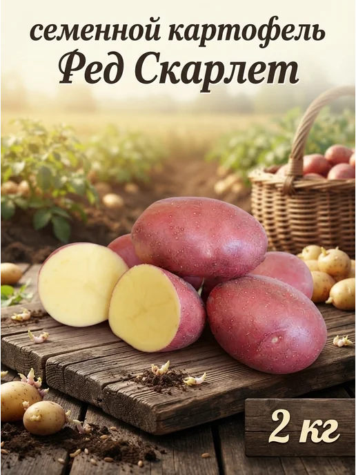 Картофель 21 Семенной картофель на посадку Ред Скарлет 2 кг, 2 кг, фото 3