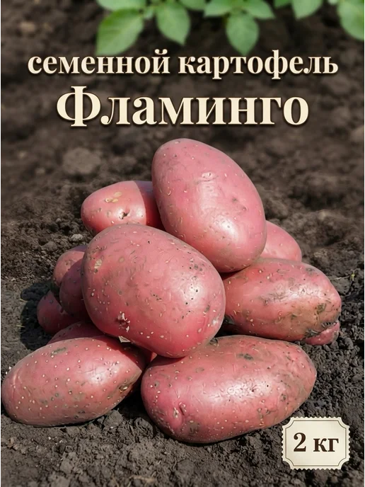 Картофель 21 Семенной картофель на посадку Фламинго 2 кг, 2 кг, фото 3