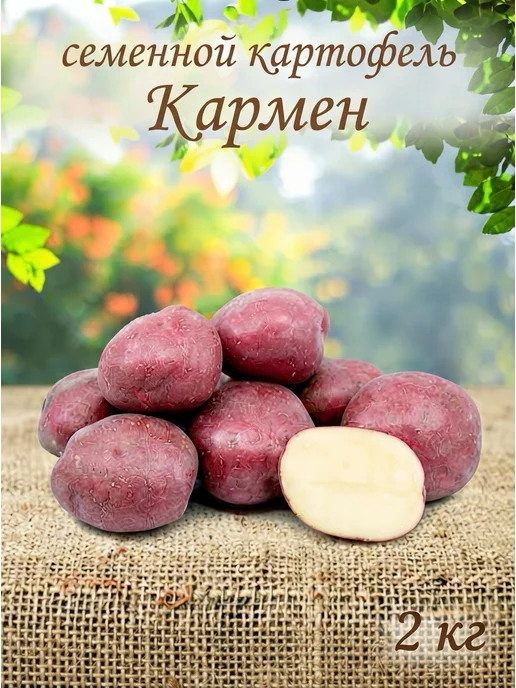 Картофель 21 Семенной картофель на посадку Кармен 2 кг, 2 кг, фото 3