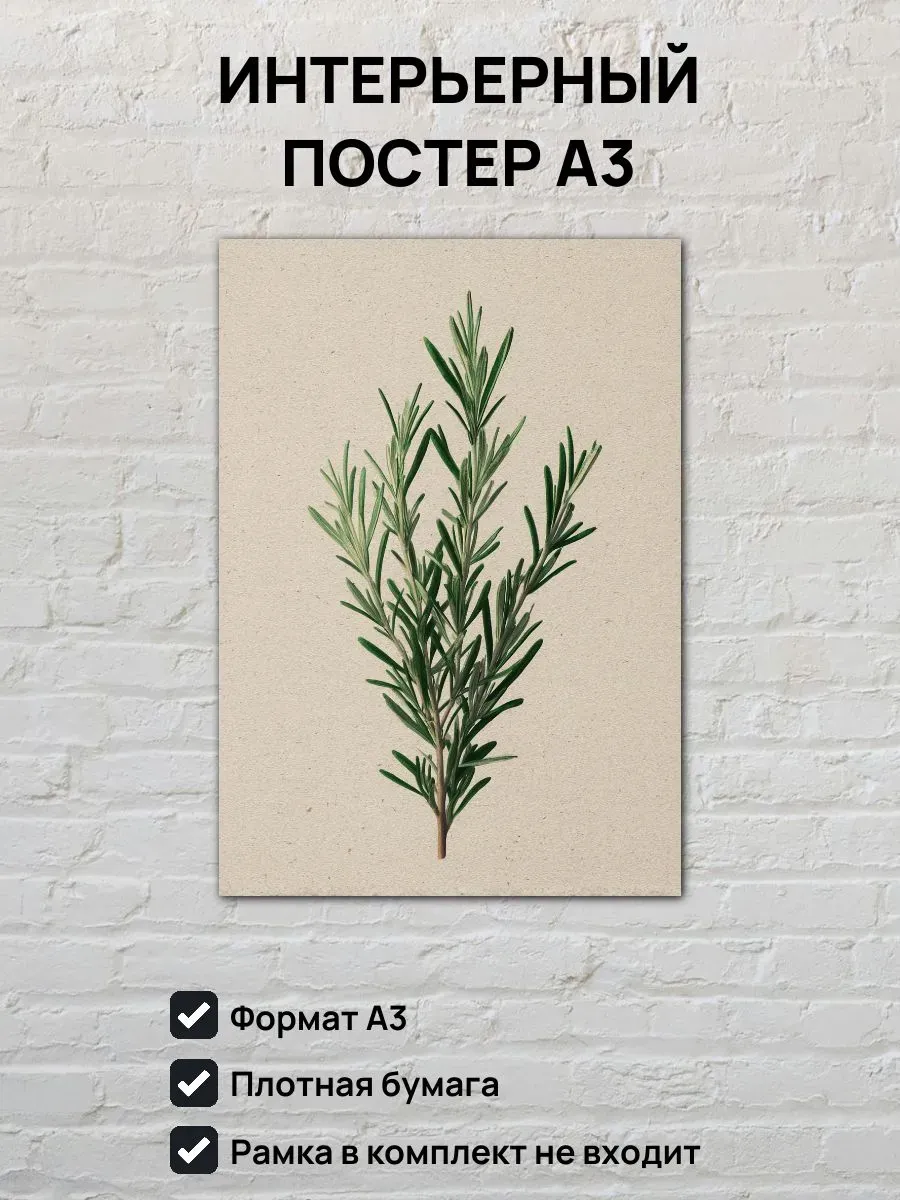 Интерьерный постер А3 Розмарин