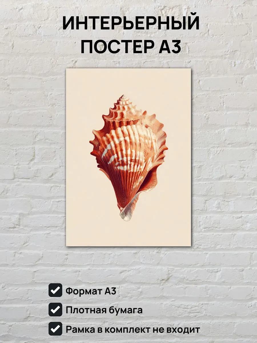 Интерьерный постер А3 Ракушка