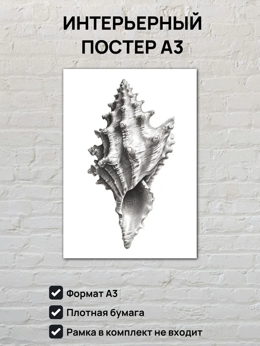 Интерьерный постер А3 Ракушка