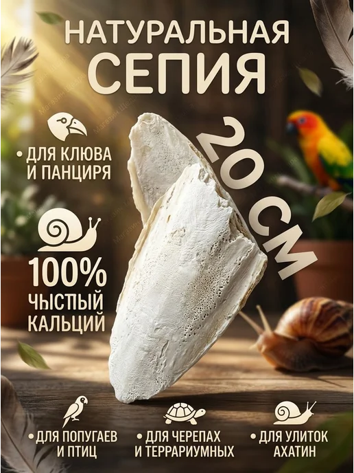 Натуральный панцирь каракатицы для птиц и улиток, 20 см, вариант