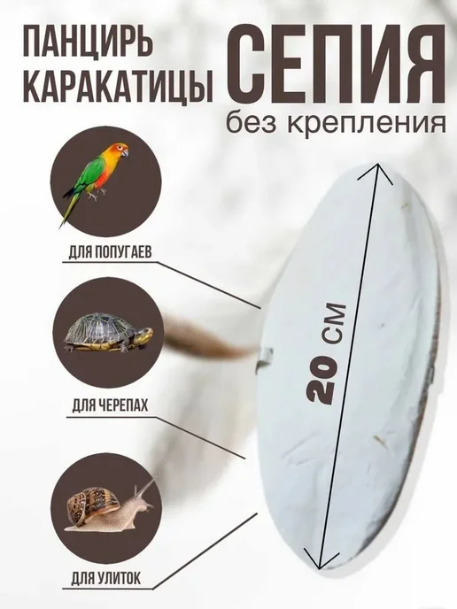 Натуральный панцирь каракатицы для птиц и улиток, 20 см, вариант, фото 2