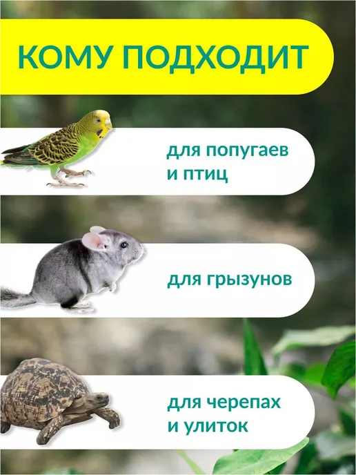 Натуральный панцирь каракатицы для птиц и улиток, 20 см, вариант, фото 3