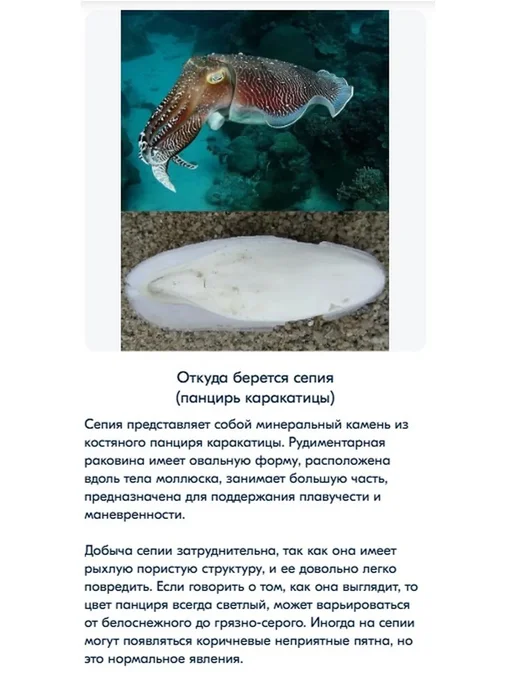 Натуральный панцирь каракатицы для птиц и улиток, 20 см, вариант, фото 4